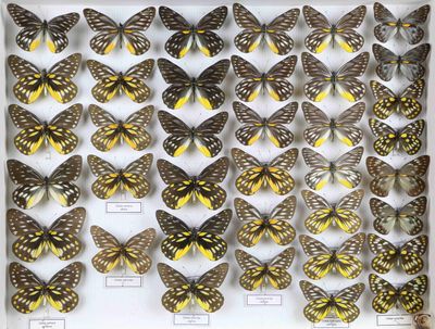 beaucoup de papillons qui se trouvent dans une boîte blanche