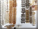 many different types of butterflies displayed in a shadow box