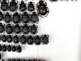 a lot of beetles that are hanging on the wall