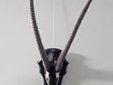 an antelope head mounted on a wall in a room