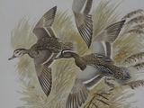 three birds flying in the air over some grass