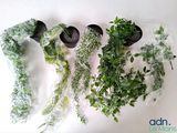 de nombreuses variétés de plantes dans des sacs en plastique posés sur la table