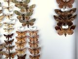 many different types of moths displayed in a white box