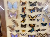 a picture of a picture of a collection of butterflies in a frame