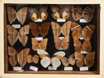 de nombreuses espèces différentes de papillons de nuit exposées dans un cadre en bois
