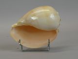 a large shell on a metal stand on a gray surface