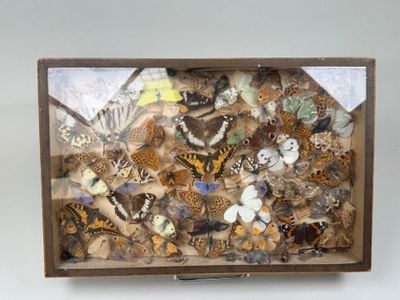 une boîte contenant de nombreux papillons de toutes sortes