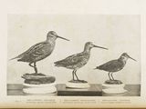 trois oiseaux perchés les uns sur les autres