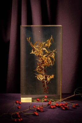 dried flowers in a glass box with red berries on a purple background