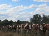 many cows that are standing in the grass together