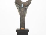 sculpture of a shark tooth on a wooden stand on a white background