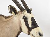 a antelope that is standing on a white surface