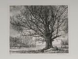 an ink drawing of a tree in a field with a sky background
