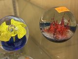 deux vases en verre contenant différents types de poissons