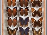 de nombreux papillons disposés dans un cadre en bois