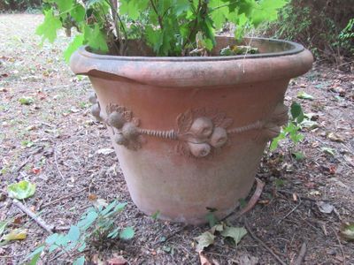 une plante qui pousse dans un grand pot