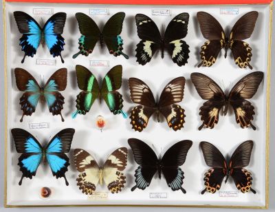 de nombreux papillons exposés dans une boîte