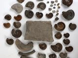 une image représentant une assiette blanche sur laquelle sont disposées de nombreuses roches de différentes sortes