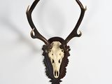 deer skull mounted on a wall with antlers on it ' s head