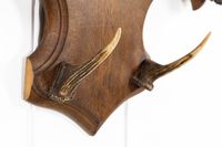 Porte-manteau mural ou porte-vêtements orné de bois de cerf,… (photo 5)