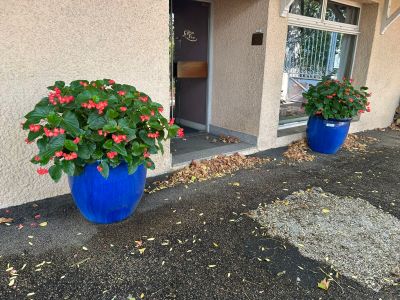 deux jardinières bleues remplies de fleurs devant une maison