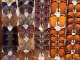 many different types of butterflies on display in a display case