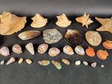 divers coquillages, coquilles et étoiles de mer sur un fond noir