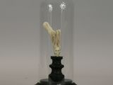 a small statue of a bird inside of a glass dome