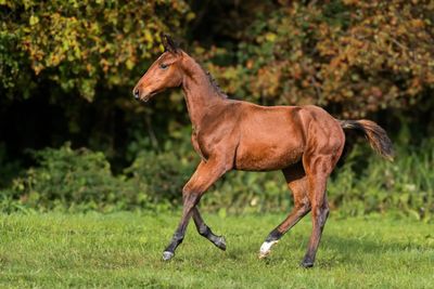 un cheval alezan qui court dans l'herbe