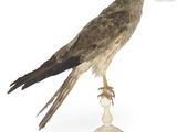 un oiseau assis sur un piédestal blanc