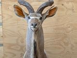 une grande antilope assise sur un tapis devant un mur en bois
