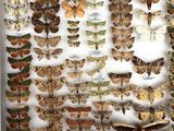 many different types of moths displayed in a display case