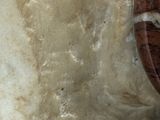 a close up of a piece of wood on a rock