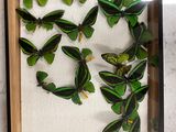 a picture of a display of green butterflies in a wooden frame