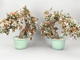 deux bonsaïs qui se trouvent dans le même pot