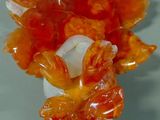a vase with a bunch of orange flowers in it