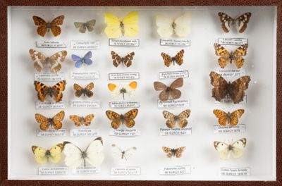 de nombreux types de papillons différents présentés dans une vitrine