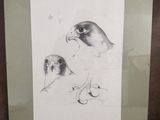 une photo d'une photo représentant un oiseau dans un cadre
