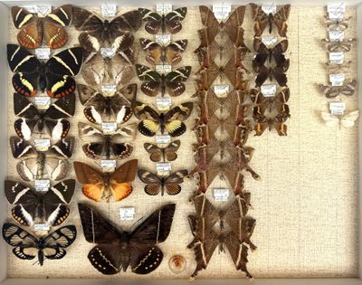 many different types of butterflies displayed in a display
