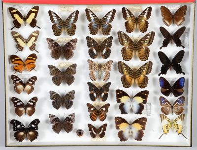 de nombreux types de papillons différents présentés dans une vitrine