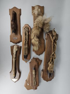 de nombreux types de fourrures accrochées au mur