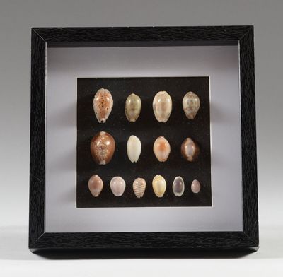 une photo encadrée représentant une collection de coquillages, dans un cadre noir