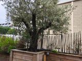 an olive tree in a wooden planter on the side of a building