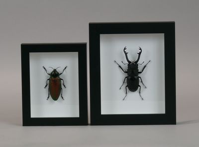 two framed insect specimens in black frames on a white background