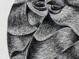 pencil drawing of a black and white picture of a flower