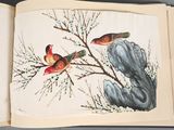 two birds sitting on a tree branch in a book