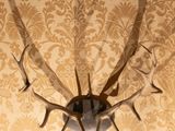 a picture of a wall mounted antelope on a wall