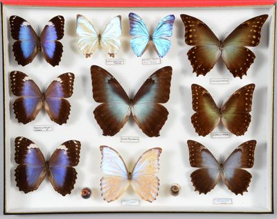 de nombreux papillons exposés dans une vitrine