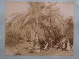 an old photo of a group of people sitting under a palm tree