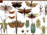 many different kinds of insects displayed in a wooden frame